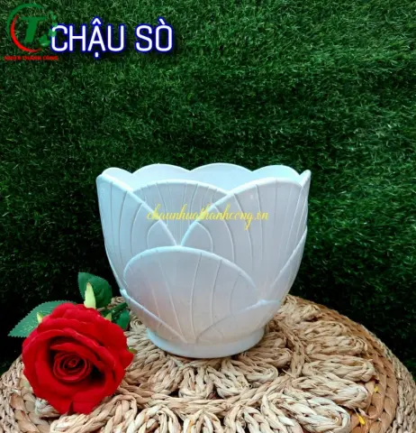 Sản phẩm Chậu nhựa Sò ( mẫu mới )